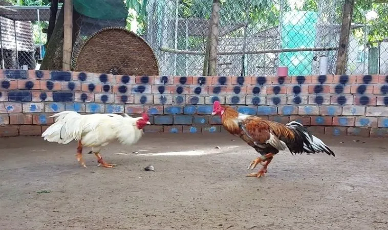 Sảnh đá gà GA28 tại V9Bet quy tụ nhiều trận đấu hấp dẫn